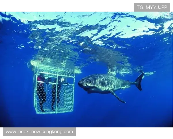 冲浪俱乐部与旅游局共推海岸保育计划取得初步成效